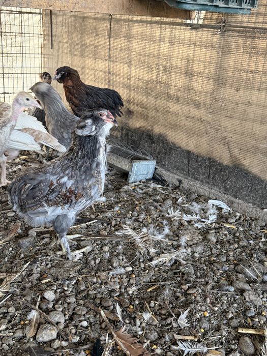 Gaini araucana  tineret