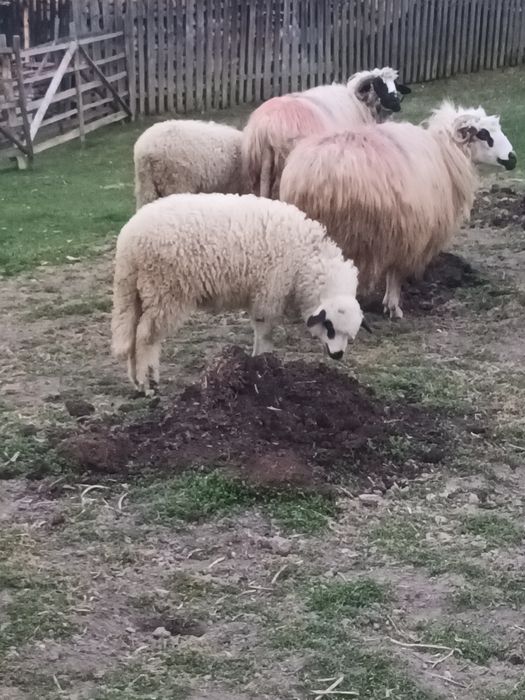 Miala frumos disponibilă