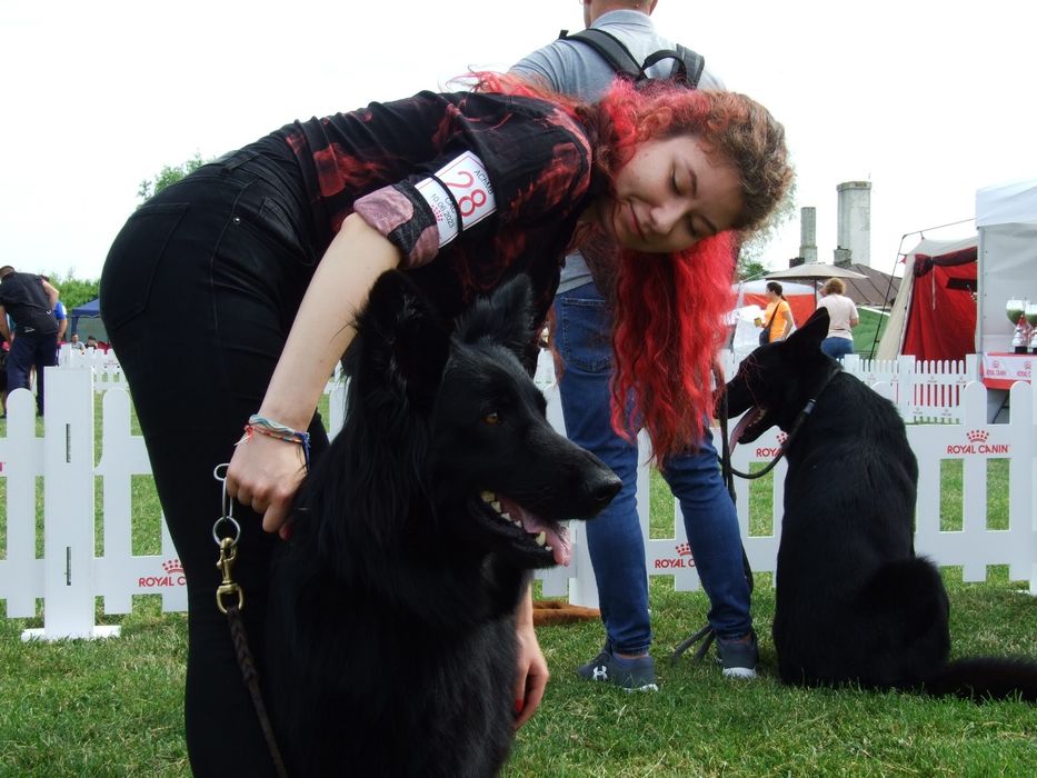 Dresaj si psihologie canina