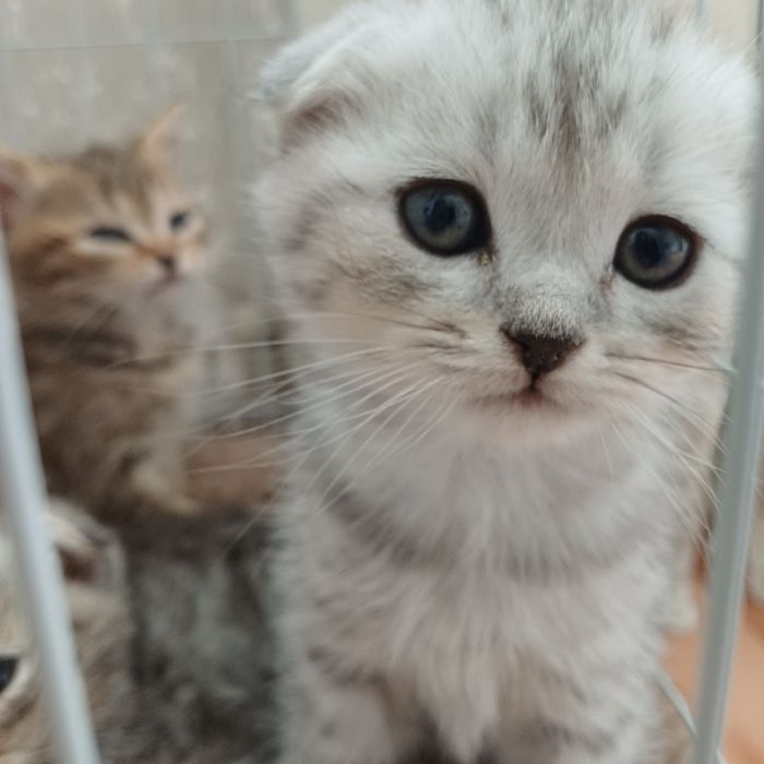 котята шотландцы