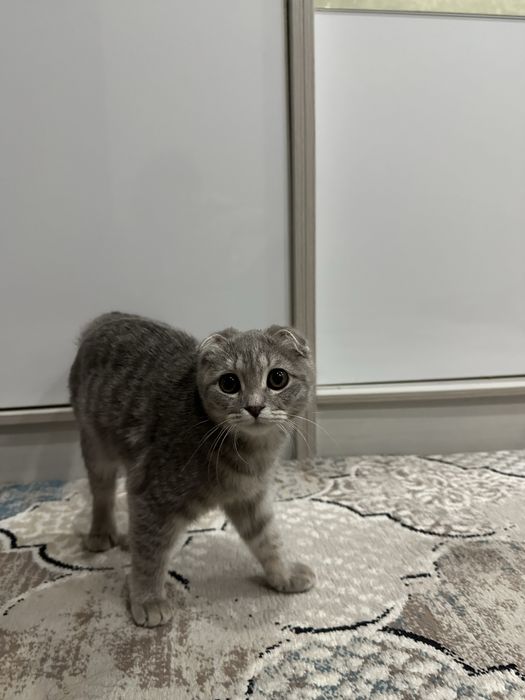 Скотиш фолд 250$