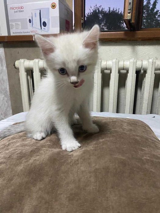 Котёнок, в добрые руки