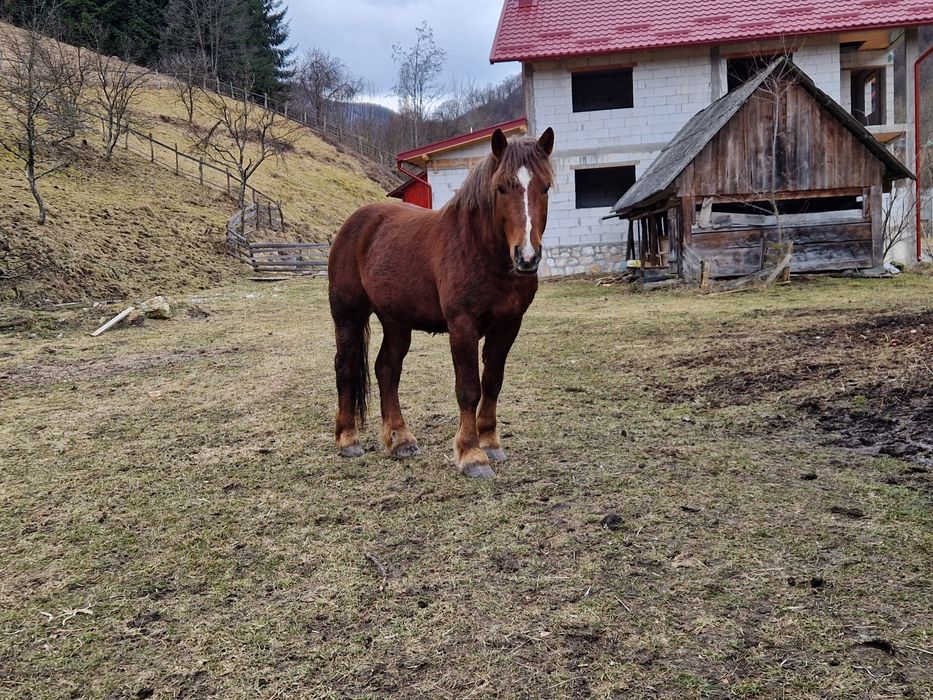 Vând cal, armăsar in vârstă de 2 ani!