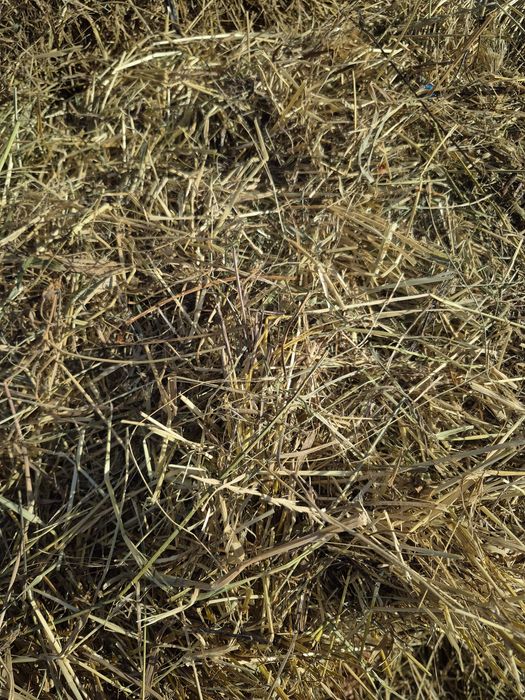 Vand baloti prima coasa amestec cu lucerna