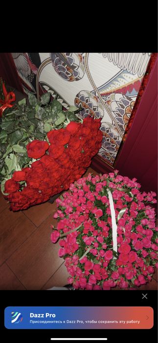 Роза метровый 101