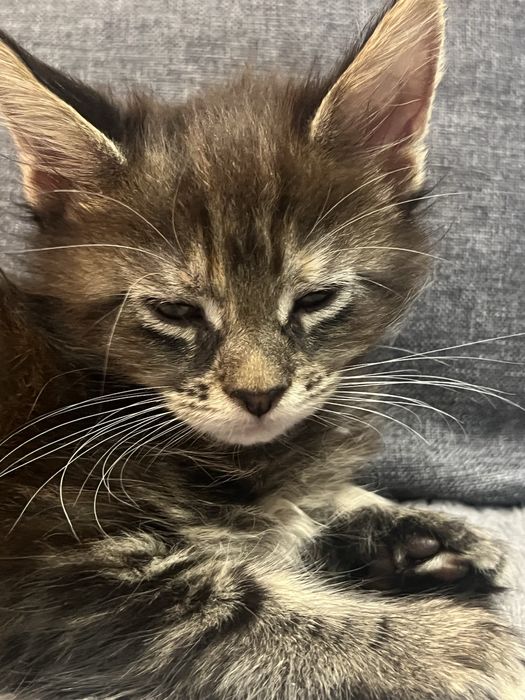 Продам шикарных котят.