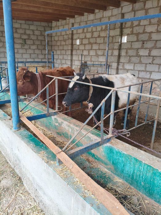 Буккача ва Гунажин