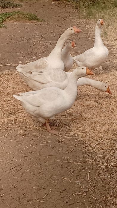 Продам гусей домашних.