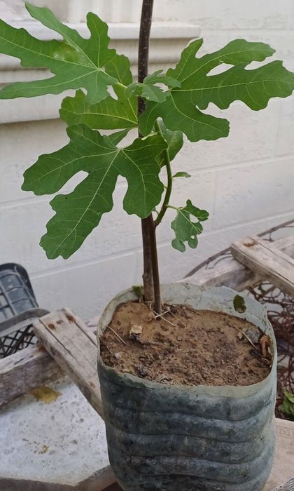 Цветы.     Цветы