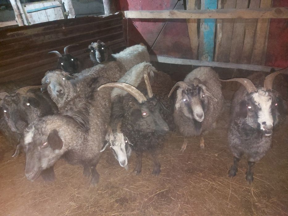 Ешкі сатамын тірідей, көктемде туатын