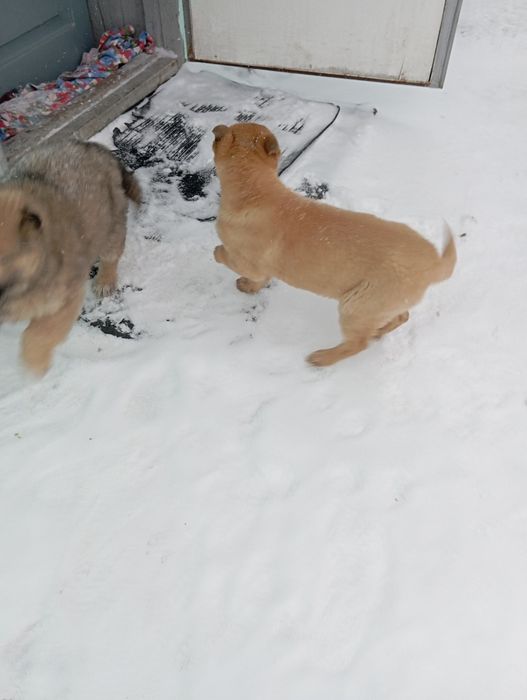 Дарю щенков в добрые руки