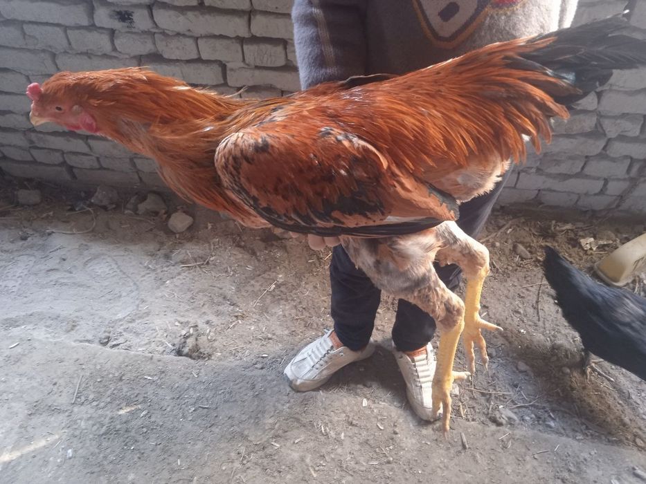 Kulangi xoʻrozlar sotiladi