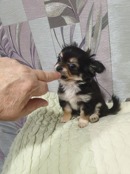 Мини девчонка чихуахуа