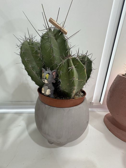 продам кактусы цветующие