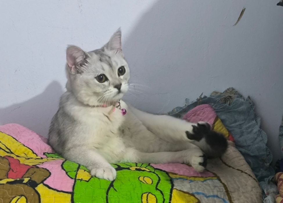 Серебряная шиншилла скоттиш страйт