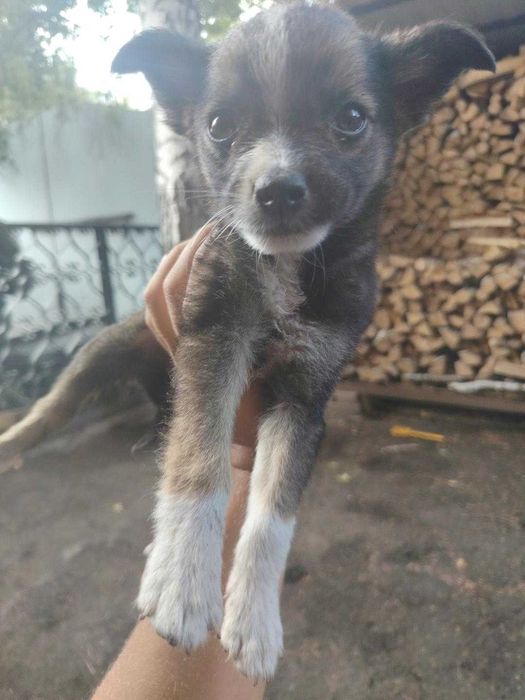 Отдам щенка в добрые руки