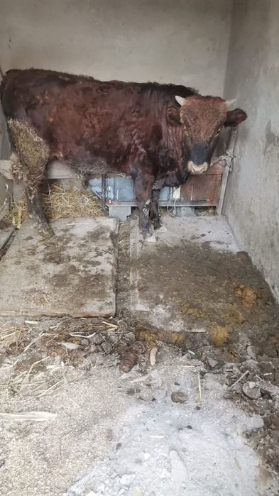 1 жастан асқан бұқаша