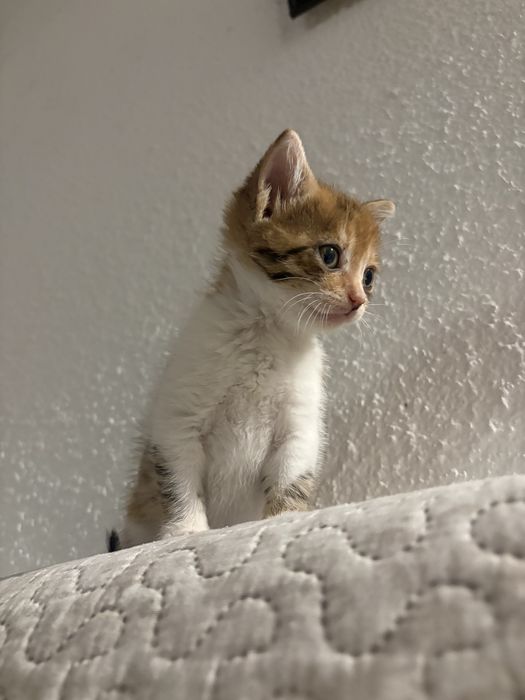 Подарявам малка котка