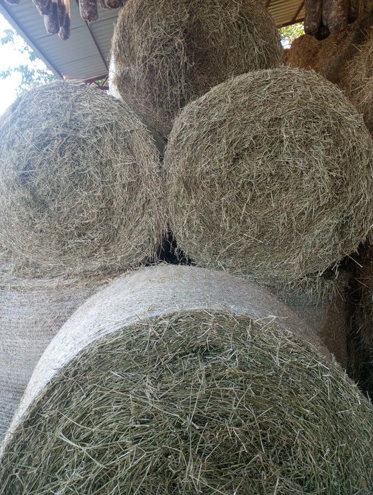 Lucernă recoltată de sămânță și paie de grâu