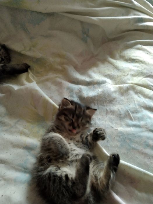 Отдам даром кошечку