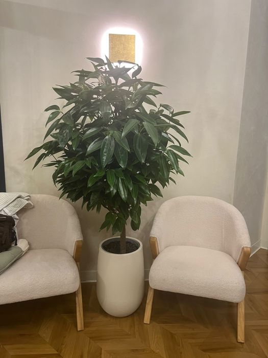Продам дерево Корицы