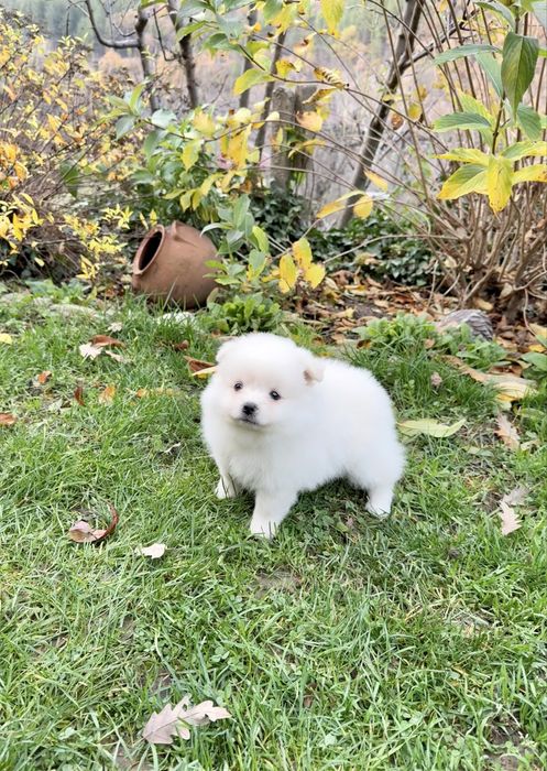 Померан момиче със втора ваксина. Померанче