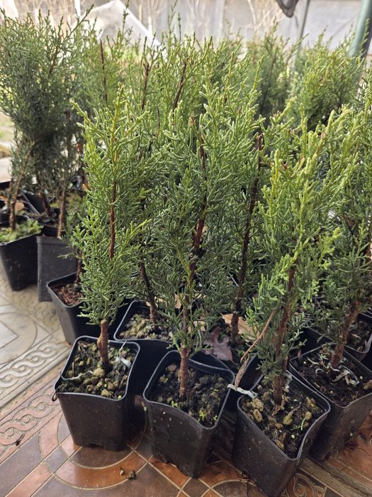 Kiparis arizonskiy koʻchatlari 25-30 sm