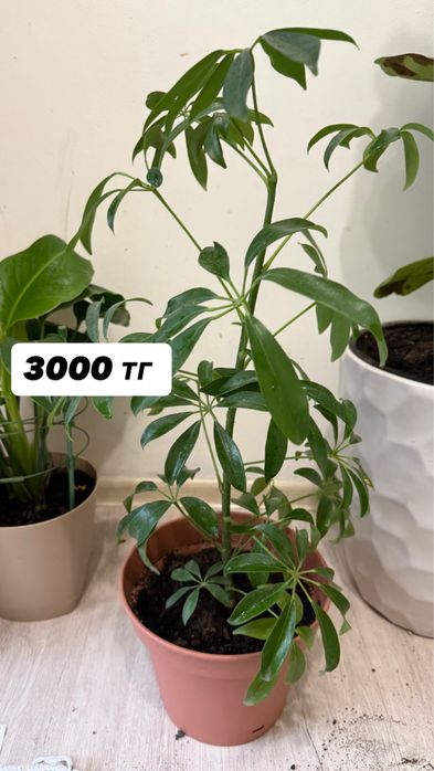 Продам комнатные цветы