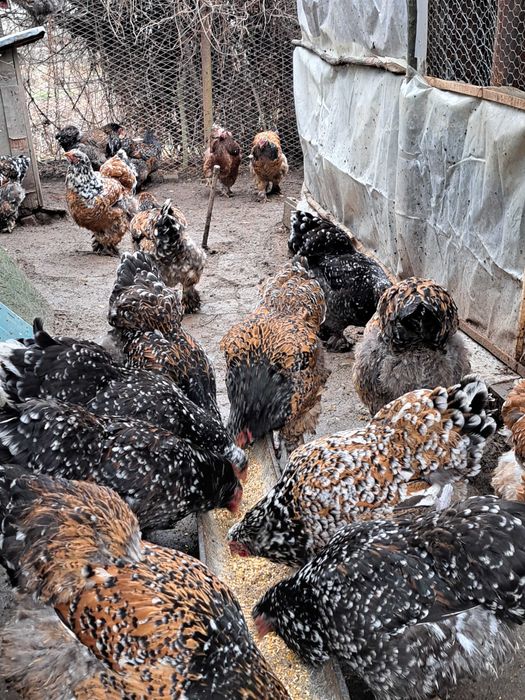 Oua si găini brahma portelan