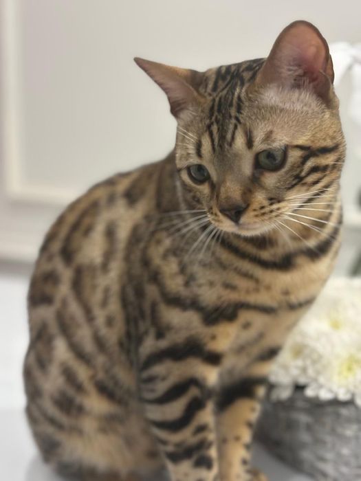 Продается кот бенгал, мальчик, возраст: 1 год.