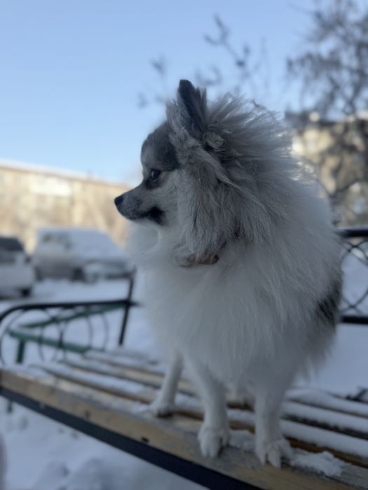 мальчик, шпиц , случка