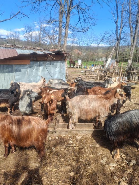 Vând 35 de capre la prețul de 500 de lei ( bucata ) cu iedul langa ele