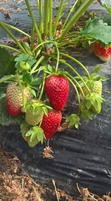 Stoloni   capsuni  Albion