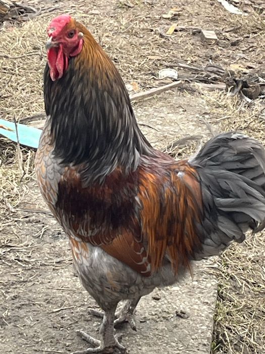 Cocosi de rasa crescuti bio