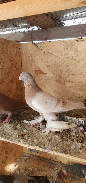 Голуби бойные и декоративные