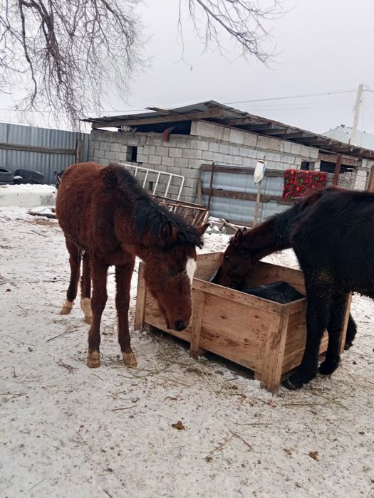 Еркек тайлар сатылады