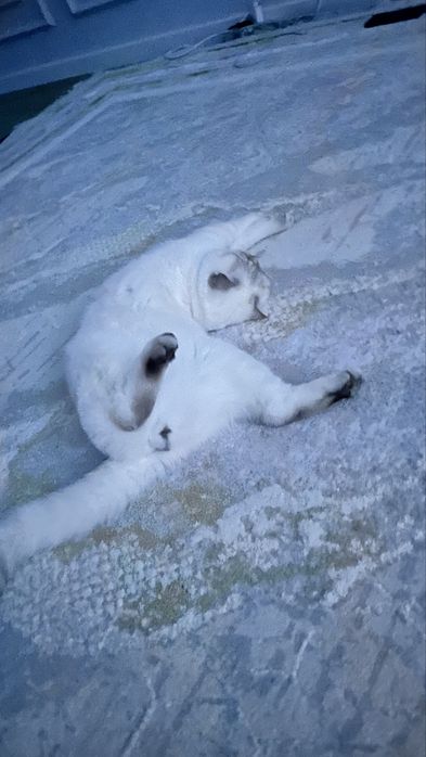 Котик породы шотландец