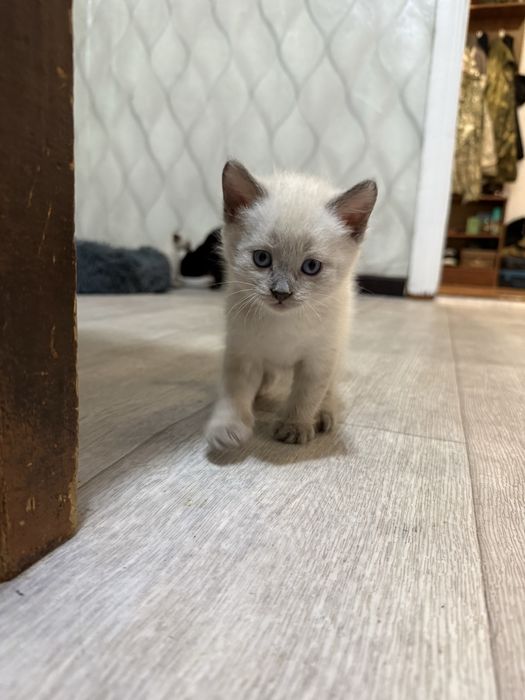 Британские котята