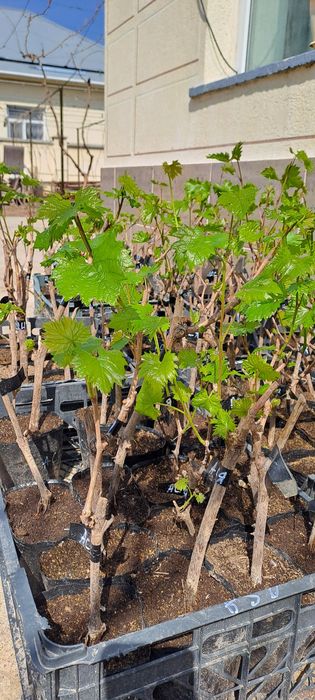 Жүзім кошет виноград