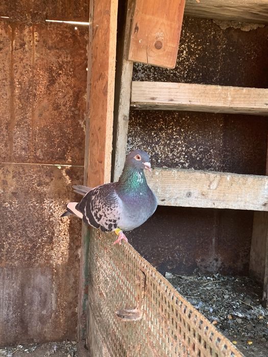 Vand porumbei voiajori