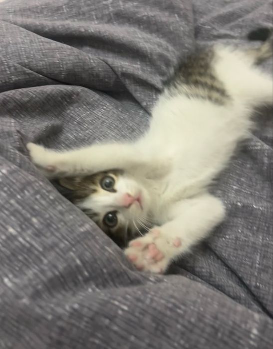 котёнок ищет добрый дом