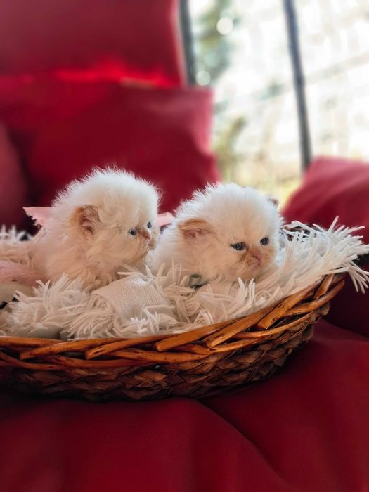 Персийски (хималайски )котенца!