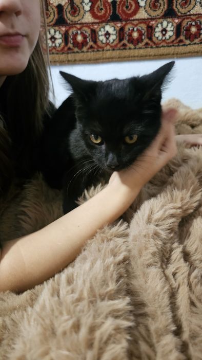 Отдам в добрые руки, можем привезти сами.