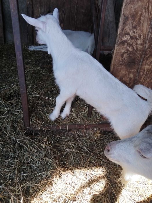 Vând  sau schimb berbecuti Assaf și Lacauna