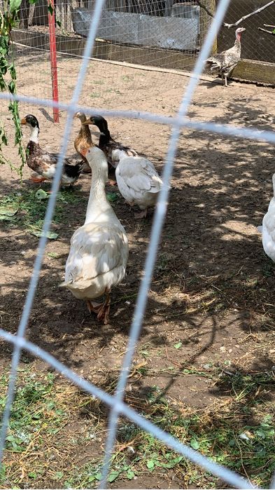 Gâște de casă 150 gâsca și 200 gânsacul
