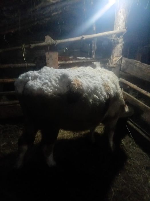 Продам бык продам бык