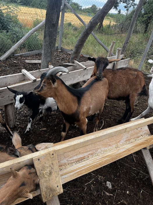 tap alpin francez de 2 ani