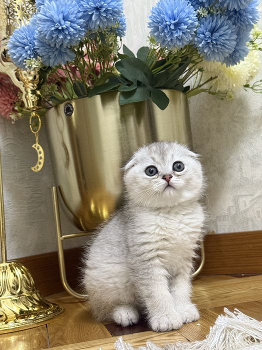Шотландский вислоухий котенок!