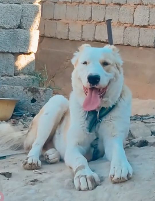 Алабай чистокровный