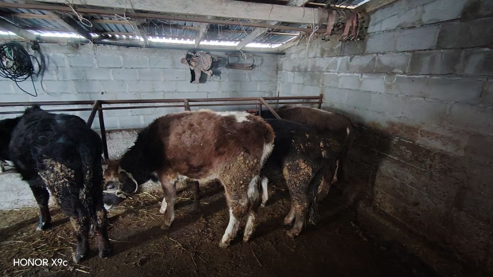 Таналар сатылады